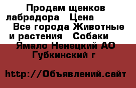 Продам щенков лабрадора › Цена ­ 20 000 - Все города Животные и растения » Собаки   . Ямало-Ненецкий АО,Губкинский г.